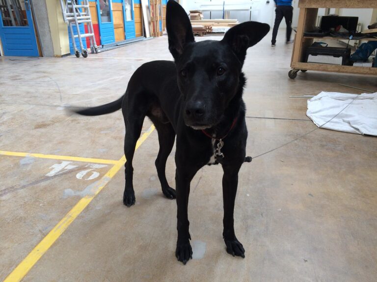 Paco, one of the many friendly dogs residing in Vechtclub XL